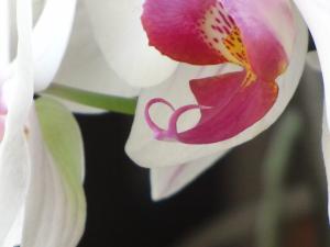 <img300*0:stuff/z/4731/Orchid220710/IMG_0720.JPG>