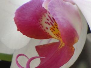 <img300*0:stuff/z/4731/Orchid220710/IMG_0721.JPG>