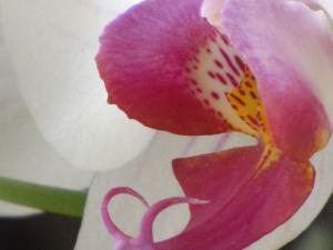 <img300*0:stuff/z/4731/Orchid220710/IMG_0722.JPG>