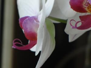 <img300*0:stuff/z/4731/Orchid220710/IMG_0723.JPG>