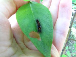 <img300*0:stuff/z/4731/caterpillarcheck/IMG_3801.JPG>