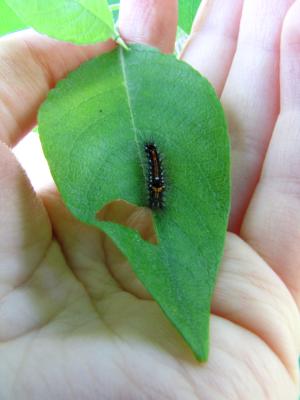 <imgl300*0:stuff/z/4731/caterpillarcheck/IMG_3804.JPG>