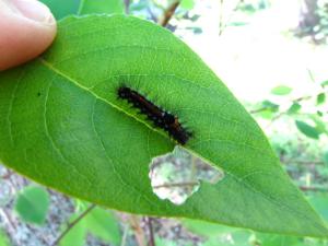 <img300*0:stuff/z/4731/caterpillarcheck/IMG_3814.JPG>