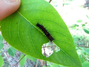 <img300*0:stuff/z/4731/caterpillarcheck/IMG_3815.JPG>