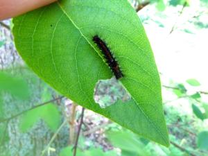 <img300*0:stuff/z/4731/caterpillarcheck/IMG_3818.JPG>