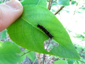 <img300*0:stuff/z/4731/caterpillarcheck/IMG_3819.JPG>