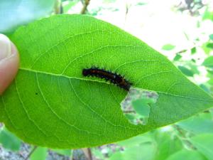 <img300*0:stuff/z/4731/caterpillarcheck/IMG_3822.JPG>
