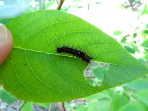 <img300*0:stuff/z/4731/caterpillarcheck/IMG_3823.JPG>