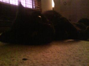 <img300*0:stuff/z/5319/Pudsey%2520at%25205am/DSC00024.JPG>