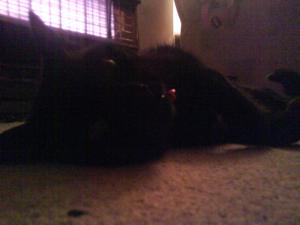 <img300*0:stuff/z/5319/Pudsey%2520at%25205am/DSC00025.JPG>