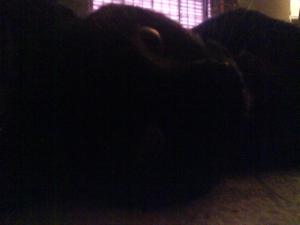 <img300*0:stuff/z/5319/Pudsey%2520at%25205am/DSC00026.JPG>