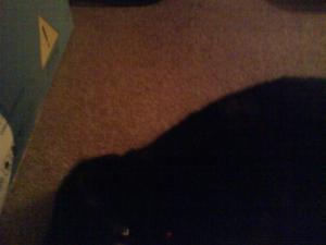 <img300*0:stuff/z/5319/Pudsey%2520at%25205am/DSC00027.JPG>