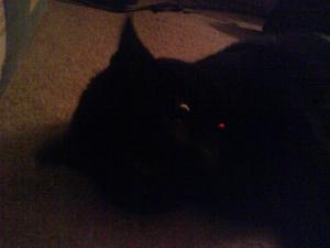 <img300*0:stuff/z/5319/Pudsey%2520at%25205am/DSC00028.JPG>