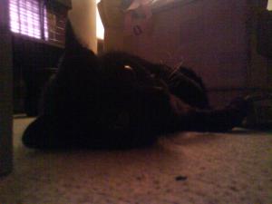 <img300*0:stuff/z/5319/Pudsey%2520at%25205am/DSC00029.JPG>