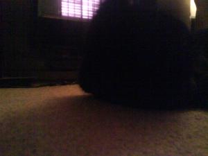 <img300*0:stuff/z/5319/Pudsey%2520at%25205am/DSC00030.JPG>
