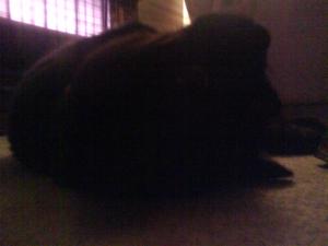 <img300*0:stuff/z/5319/Pudsey%2520at%25205am/DSC00031.JPG>