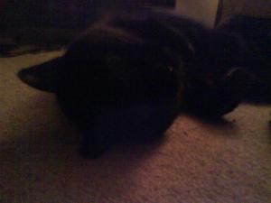 <img300*0:stuff/z/5319/Pudsey%2520at%25205am/DSC00032.JPG>