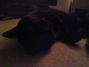<img300*0:stuff/z/5319/Pudsey%2520at%25205am/DSC00033.JPG>