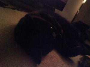<img300*0:stuff/z/5319/Pudsey%2520at%25205am/DSC00034.JPG>