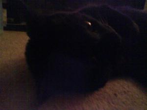 <img300*0:stuff/z/5319/Pudsey%2520at%25205am/DSC00035.JPG>