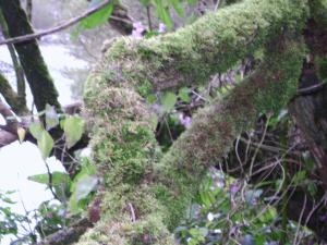 <img300*0:stuff/z/5319/Save%2520my%2520Soul%2520Photography/DSC00405.JPG>