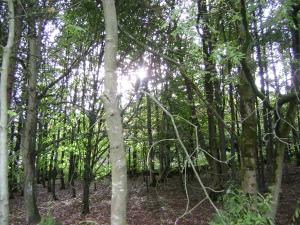<img300*0:stuff/z/5319/Save%2520my%2520Soul%2520Photography/DSC00433.JPG>