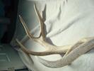 SF - Antlers, Bone & Horns Reference Photos