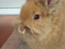 SF - Rabbit Reference