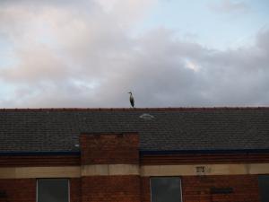 <img300*0:stuff/z/558/Heron%2520references/P6203011.JPG>