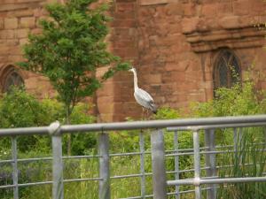 <img300*0:stuff/z/558/Heron%2520references/P6253075.JPG>