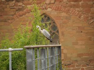 <img300*0:stuff/z/558/Heron%2520references/P6253079.JPG>