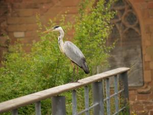 <img300*0:stuff/z/558/Heron%2520references/P6253082.JPG>