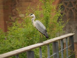 <img300*0:stuff/z/558/Heron%2520references/P6253083.JPG>