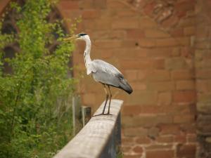 <img300*0:stuff/z/558/Heron%2520references/P6253085.JPG>
