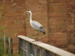 <img300*0:stuff/z/558/Heron%2520references/P6253086.JPG>