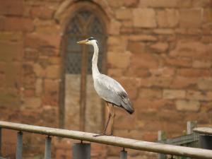 <img300*0:stuff/z/558/Heron%2520references/P6253087.JPG>