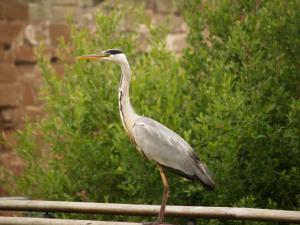 <img300*0:stuff/z/558/Heron%2520references/P6253088.JPG>
