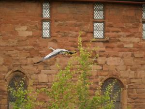 <img300*0:stuff/z/558/Heron%2520references/P6253090.JPG>