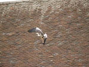 <img300*0:stuff/z/558/Heron%2520references/P6253091.JPG>
