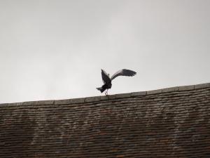 <img300*0:stuff/z/558/Heron%2520references/P6253092.JPG>