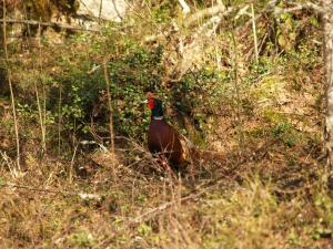 <img300*0:stuff/z/558/Pheasant%2520pictures/P4297475.JPG>