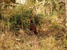 Pheasant Pictures