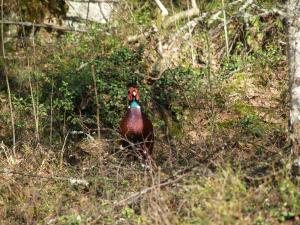<img300*0:stuff/z/558/Pheasant%2520pictures/P4297476.JPG>