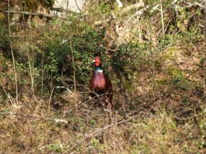 <img300*0:stuff/z/558/Pheasant%2520pictures/P4297478.JPG>