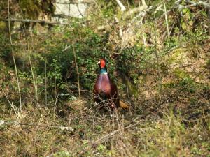 <img300*0:stuff/z/558/Pheasant%2520pictures/P4297479.JPG>