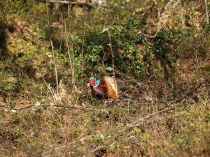 <img300*0:stuff/z/558/Pheasant%2520pictures/P4297484.JPG>