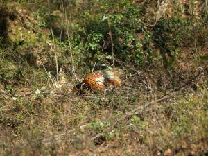<img300*0:stuff/z/558/Pheasant%2520pictures/P4297485.JPG>