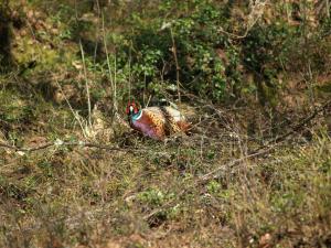 <img300*0:stuff/z/558/Pheasant%2520pictures/P4297486.JPG>