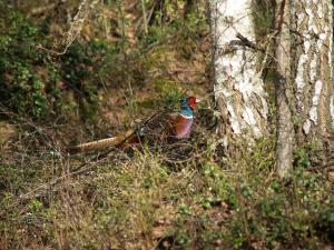 <img300*0:stuff/z/558/Pheasant%2520pictures/P4297487.JPG>