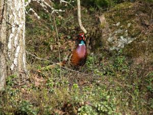 <img300*0:stuff/z/558/Pheasant%2520pictures/P4297488.JPG>